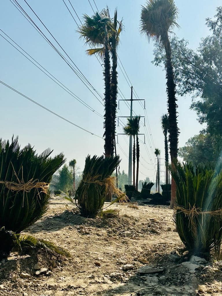 Defence View Farms (DVF) photo 5, 700m from Main Barki Road, opposite DHA Phase 7 — Abdul's Venture, DHA Lahore